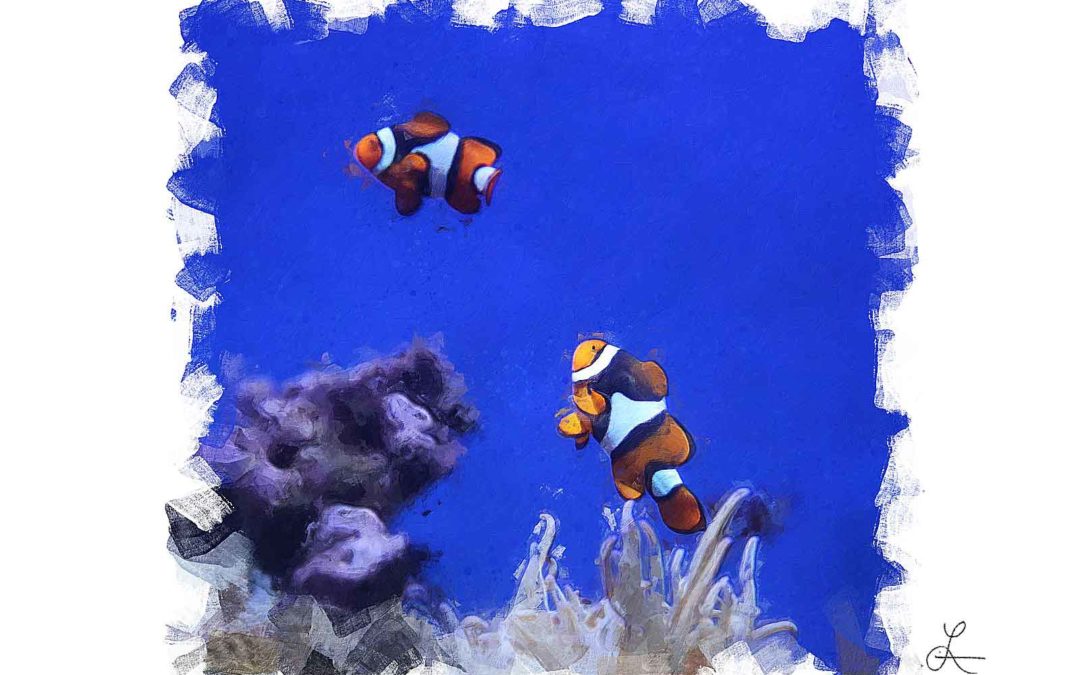 Clownfish Couple