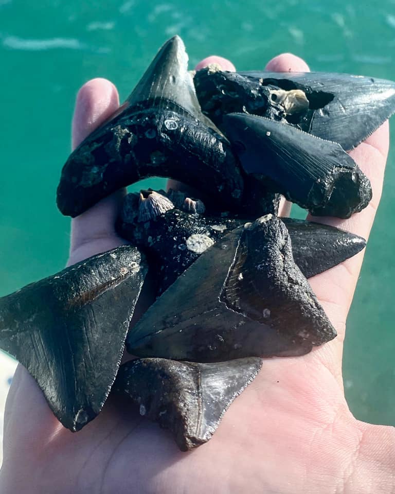 Aquanutz Fossil Dive Charters Megalodon Shark Teeth And Fossil Dive Charters In Venice Florida